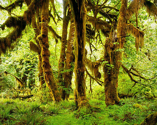 Hoh Rain Forest